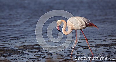 Blind Flamingo Stock Photo