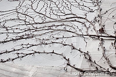 Bindweed branches on the wall Stock Photo