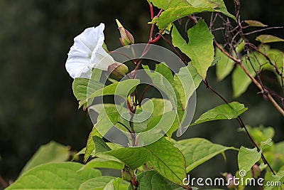 Bindweed Convolvulus arvensis in full flower Stock Photo