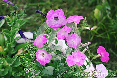 Bindweed, Convolvulus sp. flower, pernicious weed plant Stock Photo