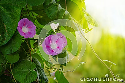 Bindweed Of Morning Glory. A climbing flower Lit by the morning sun Stock Photo