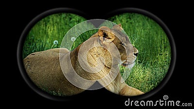 Binoculars Point of View with a Lioness Resting in the Green Grass Stock Photo