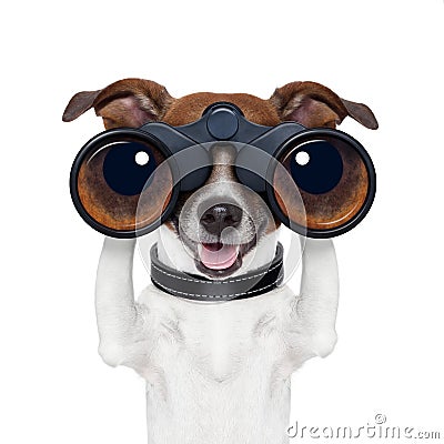 Binoculars searching looking observing dog Stock Photo