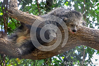 The binturong animal wildlife is cute bear and sleep on wood tree Stock Photo