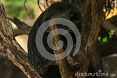 Binturong Bear Cat lying on a log. Stock Photo