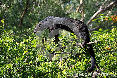 Binturong, Bearcat, Arctictis binturong. Stock Photo