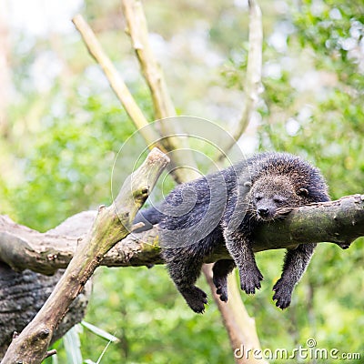 Binturong bearcat sleeping Stock Photo