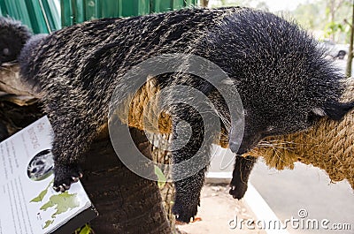 Binturong sleep on a tree Stock Photo