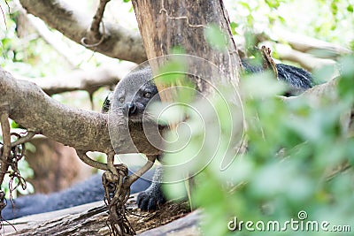 Binturong sleep on tree Stock Photo