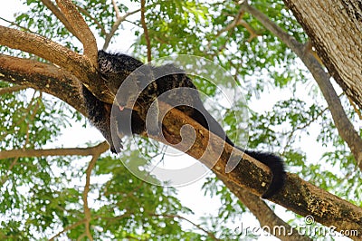 Binturong sleeping on tree branch Stock Photo