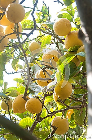 Bio lemons on lemon tree Stock Photo