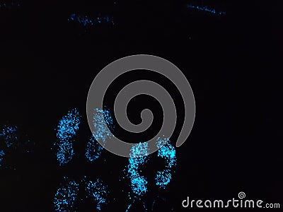 Bio luminescence. Illumination of plankton at Lakshadweep. stock photo Stock Photo