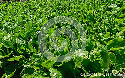 Bio spinach farm field Stock Photo