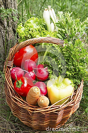 Bio Vegetables and Green Herbs Basket Freshly Picked from the Ga Stock Photo