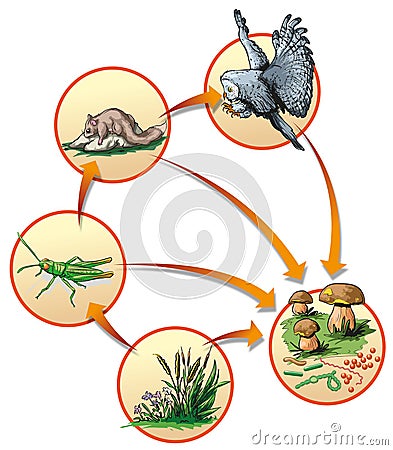 Food chain Vector Illustration