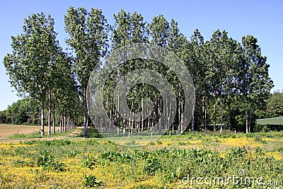 Biodiversity Stock Photo