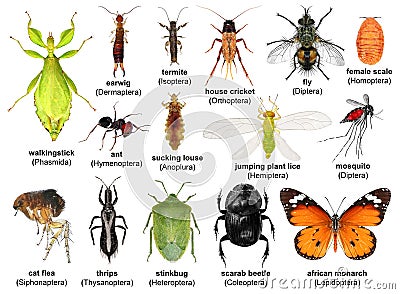 Biodiversity Stock Photo