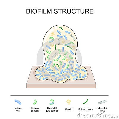 Biofilm structure. Bacterial cell colony Vector Illustration