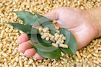Biofuels . Wood pellets made of pressed sawdust and green leaves in his hand Stock Photo