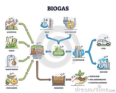 Biogas or bio gas division for energy consumption and sources outline diagram Vector Illustration