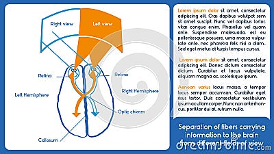 Biological asymmetry. Vector scheme. Vector Illustration