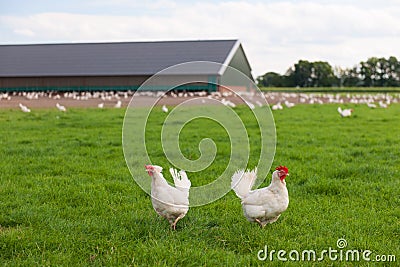 Biological chicken Stock Photo
