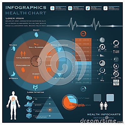 Biological Clock Health And Medical Infographic Infocharts Vector Illustration