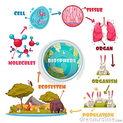 Biological Hierarchy Cartoon Set Vector Illustration
