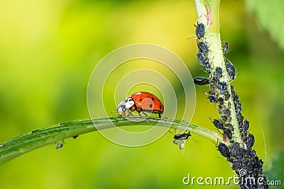 Biological Pest Control Stock Photo