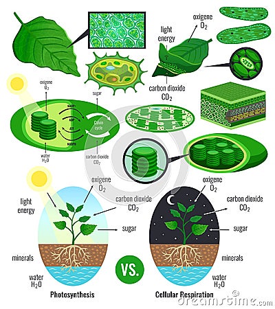 Biological Photosynthesis Infographic Elements Vector Illustration