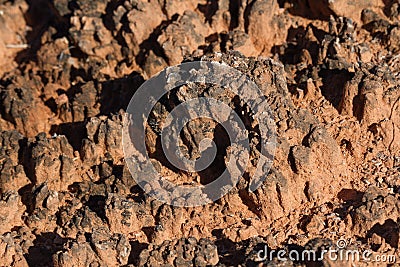 Biological Soil Crust Close-up Stock Photo