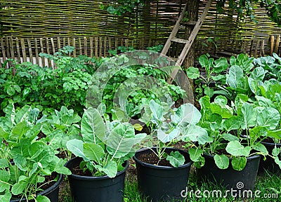 Biological vegetable garden or Kitchen garden. Organic green fresh food. with own grown vegetables and fruits. like Strawberry, ni Stock Photo