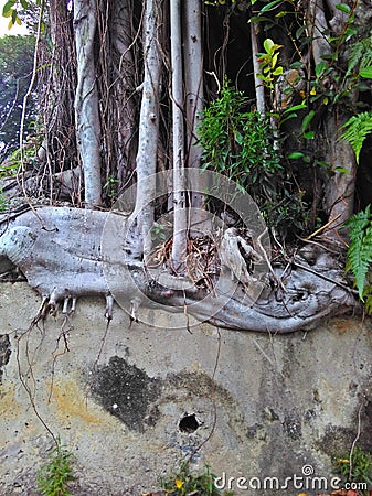 Biological weathering Stock Photo