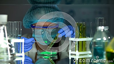 Biologist comparing green powder with plant extraction in test tube, research Stock Photo