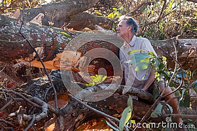 Biologist Environmentalist looking over the damage cause to an Avocado tree Stock Photo