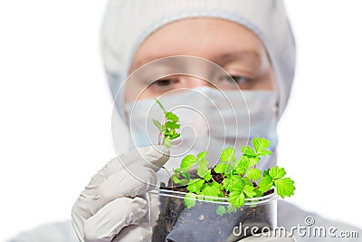 Biologist exploring a plant been grown in the laboratory Stock Photo