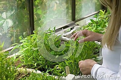 Biologist in greenhouse Stock Photo