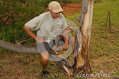 Biologist out in the savannas of Brazil, inspecting a tree Stock Photo