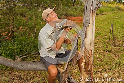 Biologist out in the savannas of Brazil, inspecting a tree Stock Photo