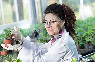 Biologist pouring chemicals in pot with sprout Stock Photo