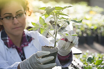 Biologist pouring chemicals in pot with sprout Stock Photo