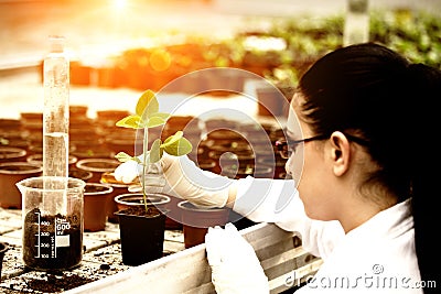 Biologist pouring liquid into flower pot with sprout Stock Photo