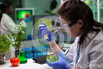 Biologist scientist doctor dropping liquid in petri dish with fungi colony Stock Photo