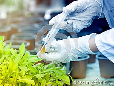 Biologist testing growth of sprout Stock Photo