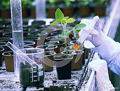 Biologist testing growth of sprout Stock Photo