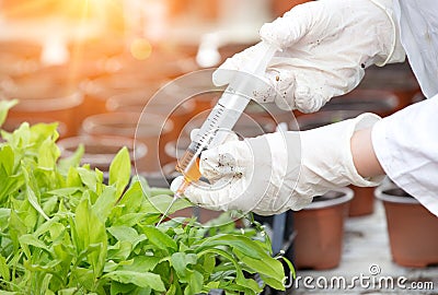 Biologist testing growth of sprout Stock Photo