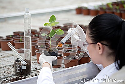Biologist testing growth of sprout Stock Photo