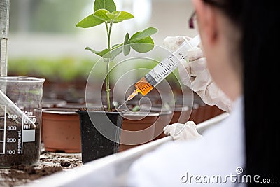 Biologist testing growth of sprout Stock Photo