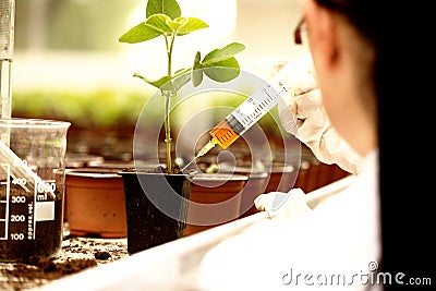 Biologist testing growth of sprout Stock Photo