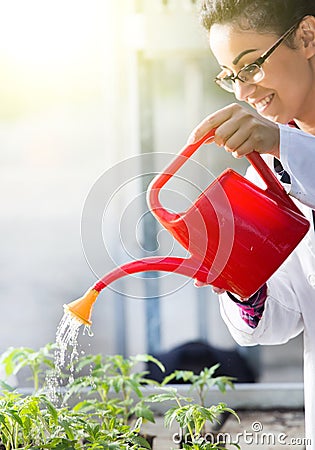 Biologist watering seedlings in greenhouse Stock Photo